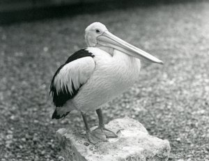 Un pellicano australiano in piedi su una pietra allo Zoo di Londra nel 1929 (foto in bianco e nero) da Frederick William Bond