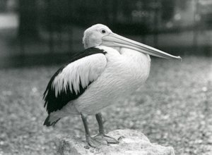 Un pellicano australiano in piedi su una pietra allo Zoo di Londra nel 1929 (foto in bianco e nero) da Frederick William Bond