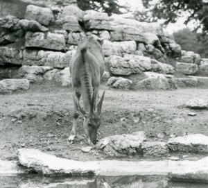 Un eland che pascola nel recinto degli antilopi allo Zoo di Londra nel 1929 da Frederick William Bond