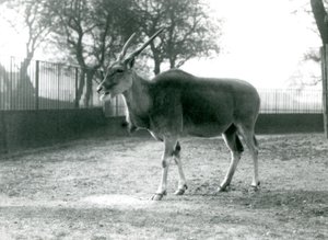 Un eland nel suo recinto al London Zoo, giugno 1925 da Frederick William Bond