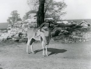 Un eland nel suo recinto allo Zoo di Londra nel 1929 da Frederick William Bond