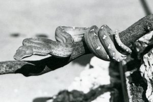 Un boa smeraldo con il corpo avvolto lungo un ramo, Zoo di Londra, ottobre 1928 da Frederick William Bond