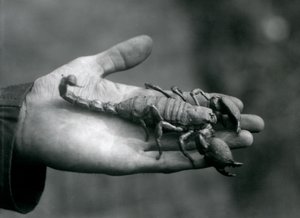 Uno scorpione imperatore tenuto nel palmo della mano di un custode, Zoo di Londra, ottobre 1925 da Frederick William Bond