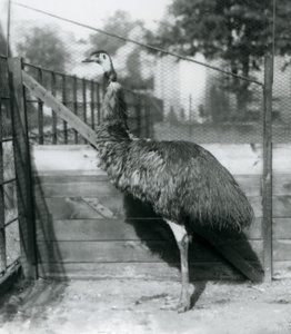 Un emù allo zoo di Londra nel settembre 1927 da Frederick William Bond