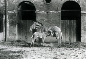 Una zebra imperiale di Grevy in pericolo, in piedi mentre allatta il suo puledro di 4 giorni, nel loro recinto allo Zoo di Londra nell