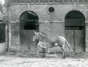 Una zebra di Grevy in via di estinzione che allatta il suo puledro nel loro recinto allo Zoo di Londra nel 1927 da Frederick William Bond