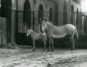 Una zebra imperiale di Grevy in pericolo, in piedi con il suo puledro di 4 giorni, nel loro recinto allo Zoo di Londra nell