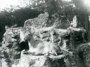 Un ibex himalayano che riposa su una sporgenza rocciosa allo zoo di Londra, agosto 1927 da Frederick William Bond
