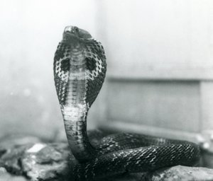 Un cobra indiano con testa sollevata e cappuccio allargato, Zoo di Londra, ottobre 1925 da Frederick William Bond