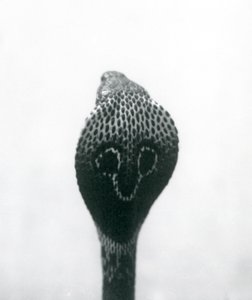 Un cobra indiano con testa sollevata e cappuccio allargato, Zoo di Londra, ottobre 1925 da Frederick William Bond