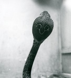 Un cobra indiano con testa sollevata e cappuccio allargato, Zoo di Londra, ottobre 1925 da Frederick William Bond