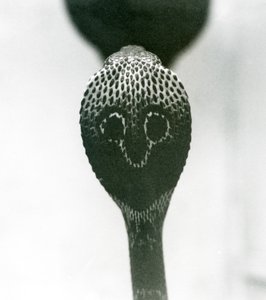 Un cobra indiano con testa sollevata e cappuccio allargato, Zoo di Londra, ottobre 1925 da Frederick William Bond