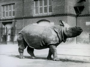 Un rinoceronte indiano allo Zoo di Londra, 1927 da Frederick William Bond