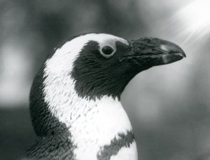 Un pinguino africano dai piedi neri adulto allo Zoo di Londra, settembre 1925