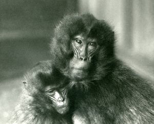 Un adulto e un giovane gelada allo Zoo di Londra nel gennaio 1925 da Frederick William Bond