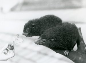 Un adulto e un giovane irace degli alberi occidentale seduti su un ramo e piegati verso una cima di carota tenuta per loro da mangiare, Zoo di Londra da Frederick William Bond