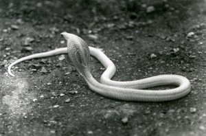 Un cobra albino indiano con la testa sollevata e il cappuccio aperto, Zoo di Londra, settembre 1924 da Frederick William Bond