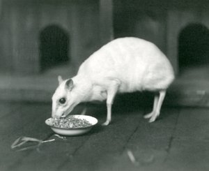 Un chevrotain albino di Giava che mangia da una ciotola allo Zoo di Londra nel 1926