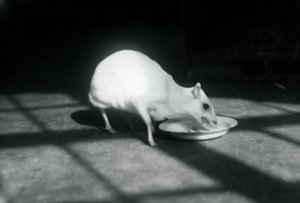 Un chevrotain albino che mangia da un piatto, Zoo di Londra, dicembre 1926