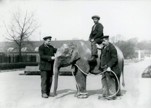 Un elefante indiano con i guardiani A. Church e H. Robertson allo Zoo di Londra, giugno 1922 da Frederick William Bond
