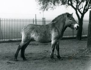 Un cavallo selvatico di Przewalski in via di estinzione nel suo recinto allo Zoo di Londra, ottobre 1927 da Frederick William Bond