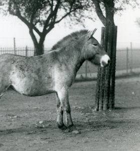 Un cavallo selvatico di Przewalski in via di estinzione nel suo recinto allo Zoo di Londra, ottobre 1927 da Frederick William Bond