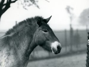 Un cavallo selvatico di Przewalski in via di estinzione nel suo recinto allo Zoo di Londra, ottobre 1927