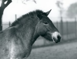 Un cavallo selvatico di Przewalski in via di estinzione nel suo recinto allo Zoo di Londra, ottobre 1927