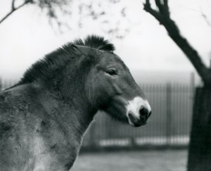 Un cavallo selvatico di Przewalski in via di estinzione nel suo recinto allo Zoo di Londra, ottobre 1927