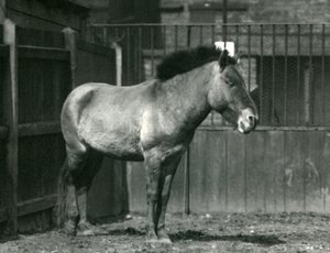 Un cavallo selvatico di Przewalski in pericolo di estinzione nel suo recinto allo Zoo di Londra nel 1927 da Frederick William Bond