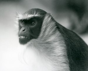 Una scimmia Roloway in pericolo allo Zoo di Londra, 1927 da Frederick William Bond