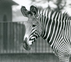 Una femmina di zebra di Grevy in pericolo, Zoo di Londra, luglio 1926 (foto in b/n) da Frederick William Bond