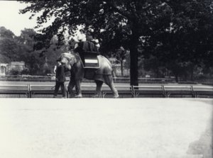 Elefante asiatico 