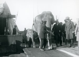 Elefanti asiatici che sbarcano da una barca in rotta verso lo Zoo di Londra nel 1927 da Frederick William Bond