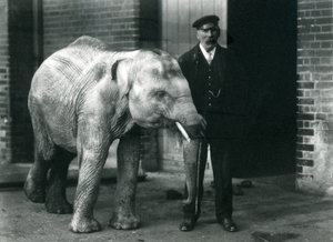 Elefante asiatico con il custode Charles Eyles, Zoo di Londra, novembre 1915 da Frederick William Bond