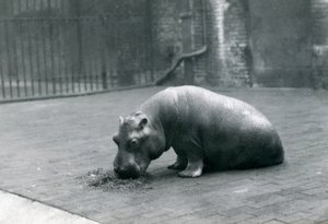 Ippopotamo bambino 