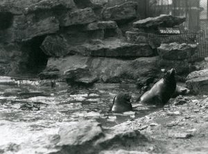 Leoni marini della California con ghiaccio nella loro piscina, Zoo di Londra da Frederick William Bond