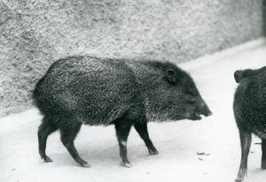 Pecari collare allo Zoo di Londra, 1927 da Frederick William Bond