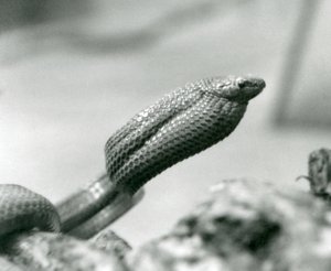 Serpente mangiauova allo zoo di Londra nel 1930 da Frederick William Bond