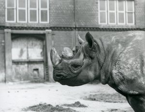 Eliza, una femmina di Rinoceronte Nero, London Zoo da Frederick William Bond