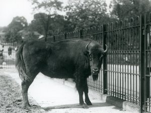 Bisonte europeo Georgina alle sbarre del suo recinto, Zoo di Londra, 12 agosto 1926 da Frederick William Bond