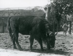 Bisonte europeo Julia che mangia l