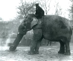 Elefante asiatico femmina, 
