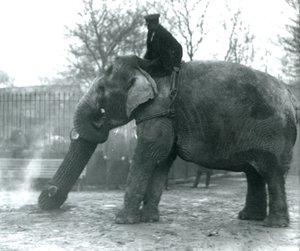 Elefante asiatico femmina, Indiarani, che sposta legname con la proboscide, mentre il suo custode è seduto sulla sua schiena e la dirige, London Zoo, 1925 da Frederick William Bond
