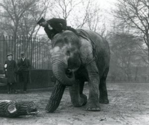 Elefante Asiatico Femmina, Indiarani, che sposta legname con la proboscide, mentre il suo custode è seduto sulla sua schiena e la dirige e altre due persone osservano, Zoo di Londra, 1925 da Frederick William Bond