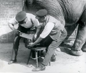 Elefante asiatico femmina Sundermalah che si fa tagliare i piedi dai suoi custodi allo Zoo di Londra, agosto 1926 da Frederick William Bond