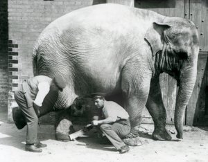 Elefante asiatico femmina Sundermalah che si fa tagliare i piedi dai suoi custodi allo Zoo di Londra, agosto 1926 da Frederick William Bond