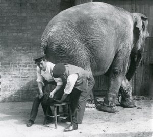 Elefante asiatico femmina che si fa tagliare i piedi dai suoi custodi allo Zoo di Londra, agosto 1926 da Frederick William Bond