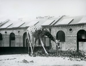 Giraffa femmina, 