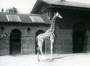 Giraffa femmina, Maud, in piedi nel paddock fuori dalla Casa delle Giraffe, Zoo di Londra, luglio 1925 da Frederick William Bond